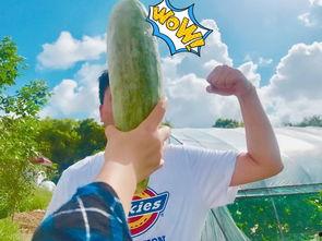 饱饱周吃瓜,揭秘娱乐圈幕后故事