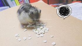 仓鼠可以吃板栗瓜吗,仓鼠的美食新选择？