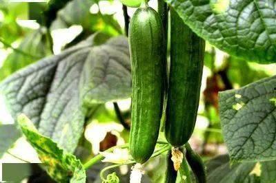 可以吃的牛瓜,探寻可食用牛瓜的独特风味