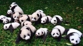 小恐龙吃瓜的图片,夏日清凉一夏