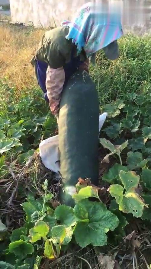 梦见吃的瓜烂了,瓜烂之谜背后的寓意与启示