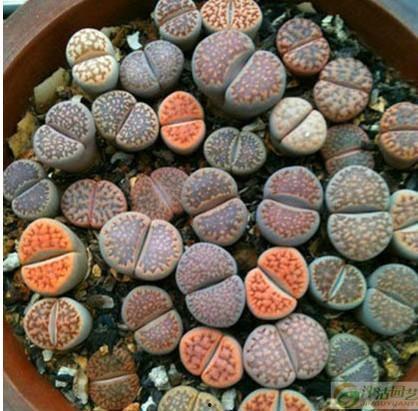 石雷鹏吃瓜,揭秘娱乐圈幕后故事