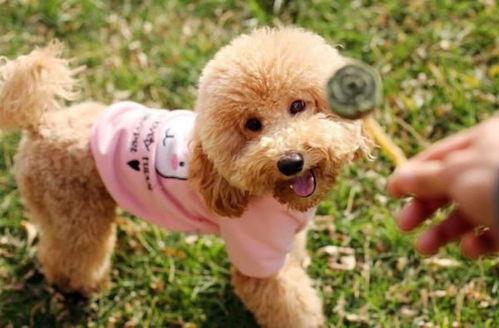 小泰迪吃哈密瓜卡到,紧急救治引关注