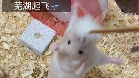 安逸吃瓜,揭秘娱乐圈幕后故事