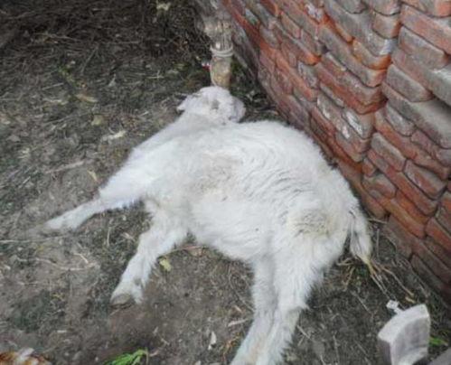 羊不羊吃瓜视频,揭秘羊群中的趣味瞬间