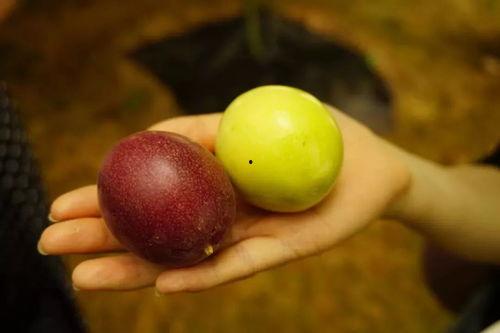 吃瓜群众山里生活,吃瓜群众的悠闲时光