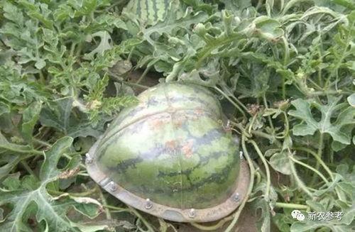 里面成丝的瓜叫啥瓜咋吃,丝滑口感,多样食法