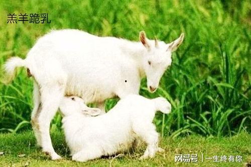 小羊保安吃瓜,揭秘校园里的欢乐时光