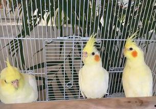 神兽回笼吃瓜群众,围观群众瓜田乐翻天