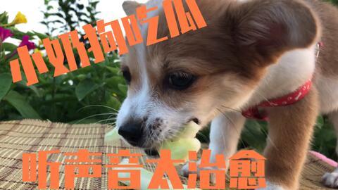 吃瓜小狗的配音,揭秘娱乐圈幕后故事