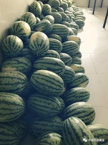 给工人吃瓜,工人共享清凉美食,共度欢乐时光