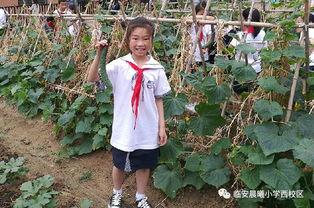 杨一凡和晨曦吃瓜,瓜田里的甜蜜邂逅