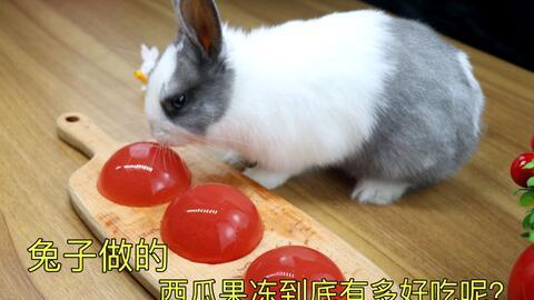 吃瓜的兔兔,吃瓜兔兔的趣味生活揭秘