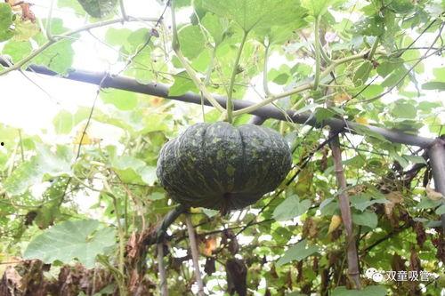 吃瓜亲嘴模式,揭秘娱乐圈的甜蜜互动幕后