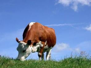 牛可以吃老瓜吗,探寻牛的饮食奥秘